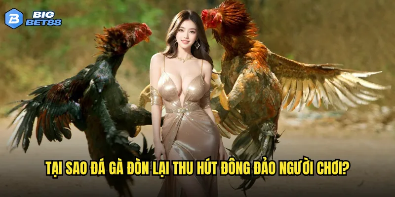 Tại sao đá gà đòn lại thu hút đông đảo người chơi?