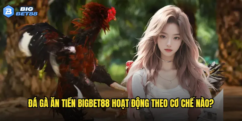 Đá gà ăn tiền Bigbet88 hoạt động theo cơ chế nào?
